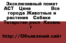 Эксклюзивный помет АСТ › Цена ­ 30 000 - Все города Животные и растения » Собаки   . Татарстан респ.,Казань г.